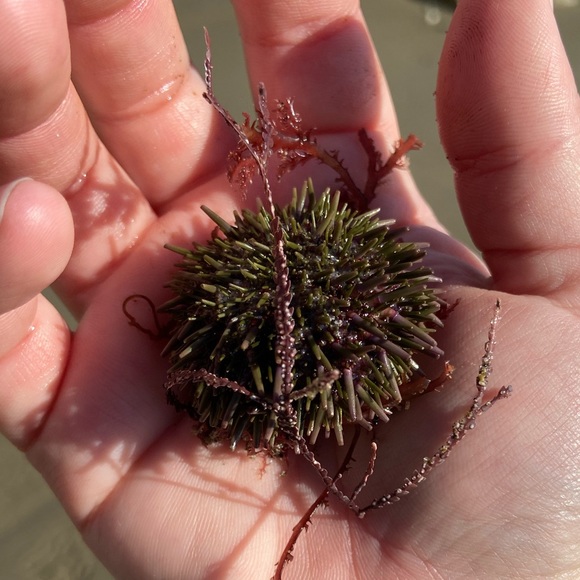 Meet your Posher, Oceana - Picture 1 of 1